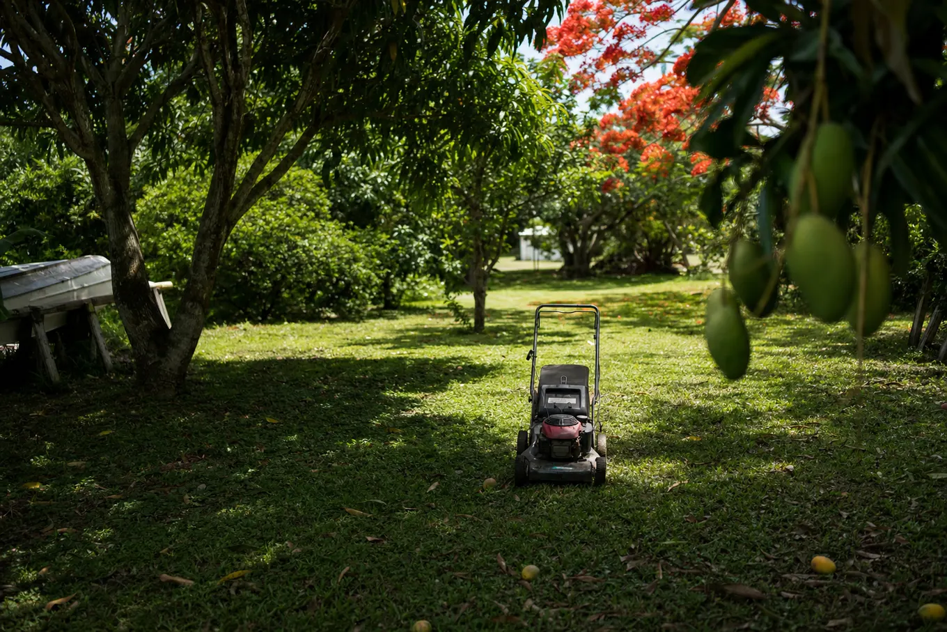 Push mower parked between mango trees in an old Florida island yard